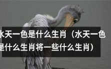 究竟是哪种生肖代表着“水天一色”这个意象?进一步解析水天一色与哪些生肖有关联