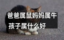 以爸爸属鼠、妈妈属牛为条件,孩子应该属于哪个生肖呢?