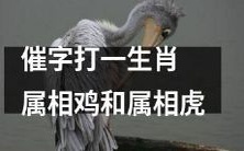 如何区分催字打出的属相:属相鸡与属相虎的区别?