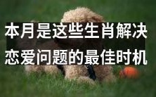 十二生肖在本月寻求解决恋爱问题的机会最为难得