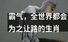 可以让全球万物臣服的霸气生肖