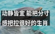 具有平衡感的生肖:既善于行动又善于掌握节奏的动静皆宜之选