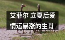 立夏之后,属相艾菲尔的爱情运势变幻莫测,颇有不俗的上涨趋势