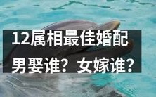 探索12生肖最佳婚姻匹配:男士应该选择哪个属相女性?女士应该嫁给哪个生肖男性?