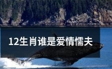 在12生肖中,哪个动物代表着爱情上的胆怯和退缩?