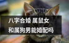 经典命理学解析:根据八字合婚原理,具有属鼠和属狗的男女是否适合结婚?