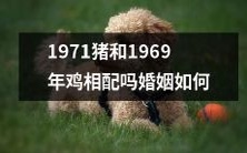 探讨1971年生猪与1969年出生的鸡是否适合结婚以及研究其婚姻关系是否能够长久维持的问题