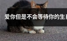 我深爱着你,但我不能无尽等待——透过生肖看不同恋爱态度