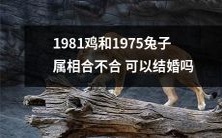 1981年出生的鸡和1975年出生的兔子,根据属相学原理,是否适合组建婚姻关系呢?