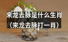 来龙去脉到底是哪一个生肖?