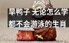 无论如何努力,都无法掌握游泳技能的旱鸭子:生肖中的独特存在