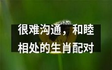 生肖配对:那些难以沟通、却能和睦相处的动物组合