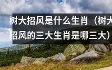 哪三大生肖会因为树大招风而备受关注和谨慎对待?