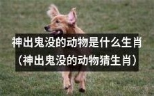 你能猜出神秘动物是哪个生肖吗?