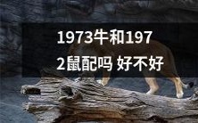在十二生肖中,1973年的黄牛和1972年的鼠是否能成为完美的配对?