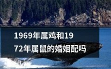1969年属鸡的人与1972年属鼠的人是否具有有利婚配因素?