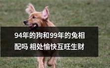 它们的出生年份分别是1994和1999,但它们是否能在一起相处愉快并且共同致富呢?——探讨94年狗和99年兔的配对关系
