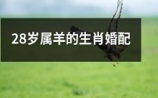 28岁的属羊人如何选择适合自己的生肖配偶?