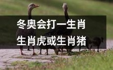 即将到来的冬奥会将赋予特殊象征意义,使生肖虎或生肖猪成为备受关注的焦点!