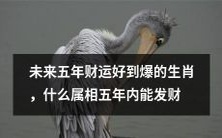 在未来五年中,哪些生肖属相将拥有极其充足的财运,实现财富自由?