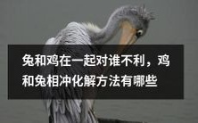 鸡兔同栖或相冲?探究它们的相处之道及不利影响