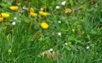 根据属相,男性属鼠和女性属羊之间的相克关系,是否适合鼠羊婚配?