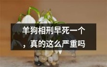 羊和狗的共同惩罚,导致早逝的情况是否真的值得警惕?