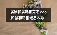 如何化解属鼠和属鸡相克的冲突?当鼠遇到鸡:探讨鼠和鸡相破的解决方法