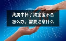 如果我是属牛的,而怀了狗宝宝,该如何解决不合的问题以及在孕期需要注意哪些事项?