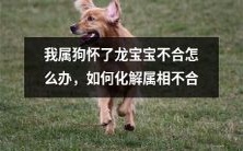 狗龙不合,我属狗竟然怀了龙宝宝,该怎么办?如何消解属相冲突?