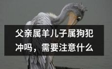 父亲是羊,儿子是狗,他们之间是否存在属相冲突问题?如何应对属相冲突带来的影响?需要注意哪些方面?