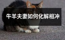 牛羊夫妻的相冲之道:如何有效化解天生的困扰?