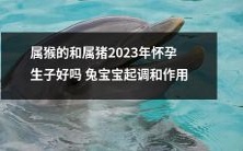 2023年,对于属猴和属猪的夫妇,怀孕生子是否适宜?兔宝宝是否具备调和作用?