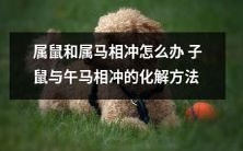 如何缓解属鼠和属马相冲的情况?解析子鼠与午马冲克的化解方法