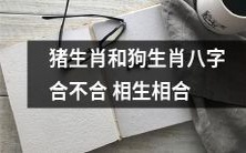 猪生肖和狗生肖的八字合婚是否具备相生相合的特点,决定婚姻是否美满幸福?
