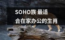 通过星座,观察SOHO族的办公特点,得出哪些生肖最适合在家办公?