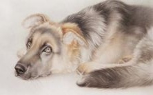 犯太岁的持续时间有多长?如何消除犯太岁的影响?