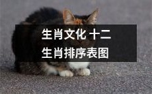 生肖文化十二生肖的排序汇总表格与图表展示