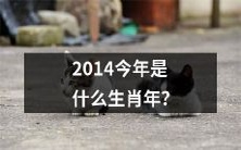 哪个生肖将在今年2014成为主角?