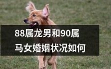 探究88年属龙男和90年属马女的婚姻情况:稳定融洽还是不尽人意?