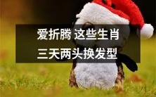 这几个生肖特别喜欢折腾发型,不时更换造型试试看