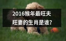 哪个生肖在2016猴年最有可能婚姻旺盛,成为夫妻双双受宠的幸运者?