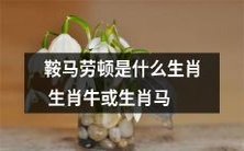 生肖鞍马劳顿,到底是生肖牛还是生肖马?
