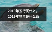 2019五行属于哪个元素?2019猪年宜何行之相配?