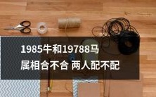 1985年出生的牛与1978年出生的马属相之间是否完美匹配,他们是否能够在情感上最终配对成功?