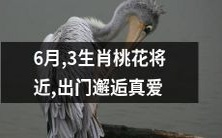 六月将至,三种生肖桃花势盈盈,准备出门邂逅真爱吗?