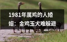 1981年出生的鸡年生肖人的婚姻状态: 面对金鸡玉犬,恋爱、婚姻两难抉择