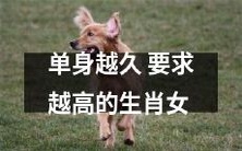 随着单身时间的延长,生肖女对伴侣的要求越来越高:从性格到经济能力,她们需要一个完美的伴侣来满足心中的期望