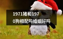 1971年出生的猪和1970年出生的狗适合配对并结婚吗?这样的婚姻是否稳定幸福?