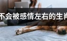 具有稳定情绪的生肖男,不会让情感左右自己的选择